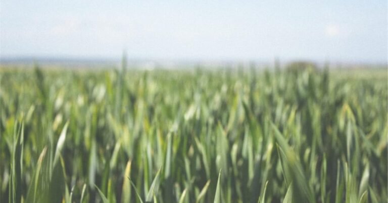 Buying Farmland York Region — Ray Azar Real Estate